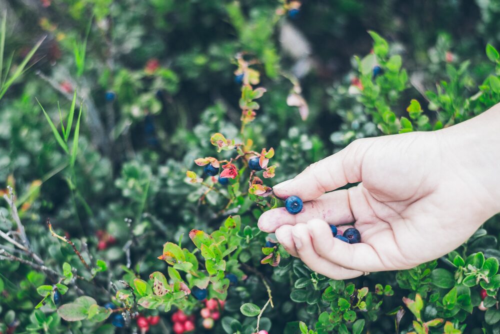 foraging